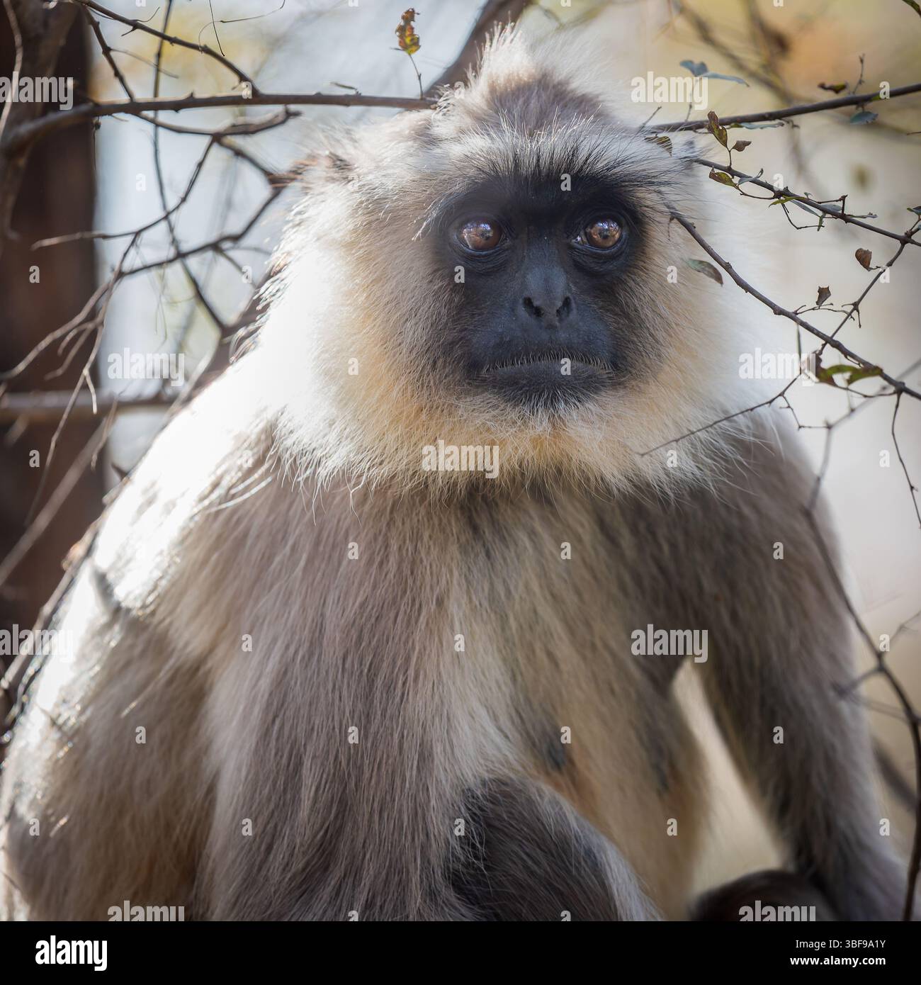 Hanuman Langur, parc national de Ranthambore, Rajasthan, Inde. Le Hanuman Langur (Semnopithecus entellus) est une espèce de primates commune que l'on trouve dans le parc national de Ranthambore, au Rajasthan, en Inde. Caractérisée par sa longue queue, son manteau grisâtre et son visage noir, cette espèce porte le nom du Dieu hindou Hanuman. Les langurs Hanuman sont herbivores, se nourrissant de fruits, de feuilles et de fleurs. Ils sont très sociaux et souvent vus dans les troupes. Ces langurs font partie intégrante de l'écosystème de Ranthambore et contribuent à la biodiversité du parc. Banque D'Images