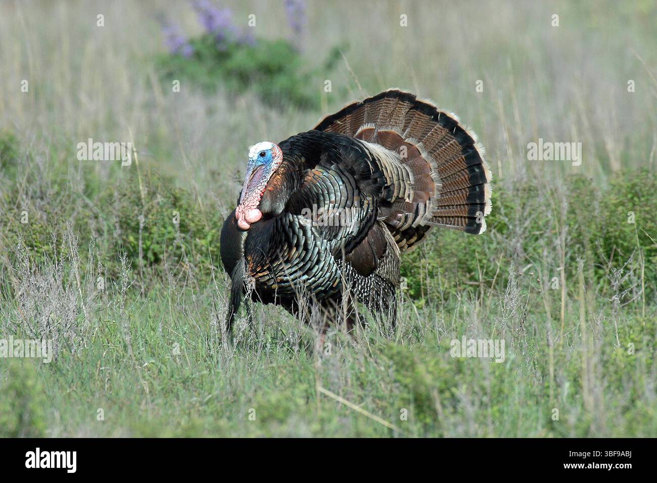 Tom turquie la dinde sauvage (Meleagris gallopavo) est un gibier à plumes des hautes terres originaire d'Amérique du Nord, l'une des deux espèces existantes de dinde et le membre le plus lourd de l'ordre des Galliformes. C'est l'ancêtre de la dinde domestique (M. g. domesticus), qui était à l'origine dérivée d'une sous-espèce mexicaine méridionale de dinde sauvage (pas la dinde ocellée apparentée. Réserve naturelle des montagnes de Wichita, Oklahoma, États-Unis d'Amérique. S.Kenny, USFWS/U.S. Fish and Wildlife Service Banque D'Images Tom turquie la dinde sauvage (Meleagris gallopavo) est un gibier à plumes des hautes terres originaire d'Amérique du Nord, l'une des deux espèces existantes de dinde et le membre le plus lourd de l'ordre des Galliformes. C'est l'ancêtre de la dinde domestique (M. g. domesticus), qui était à l'origine dérivée d'une sous-espèce mexicaine méridionale de dinde sauvage (pas la dinde ocellée apparentée. Réserve naturelle des montagnes de Wichita, Oklahoma, États-Unis d'Amérique. S.Kenny, USFWS/U.S. Fish and Wildlife Service Banque D'Images