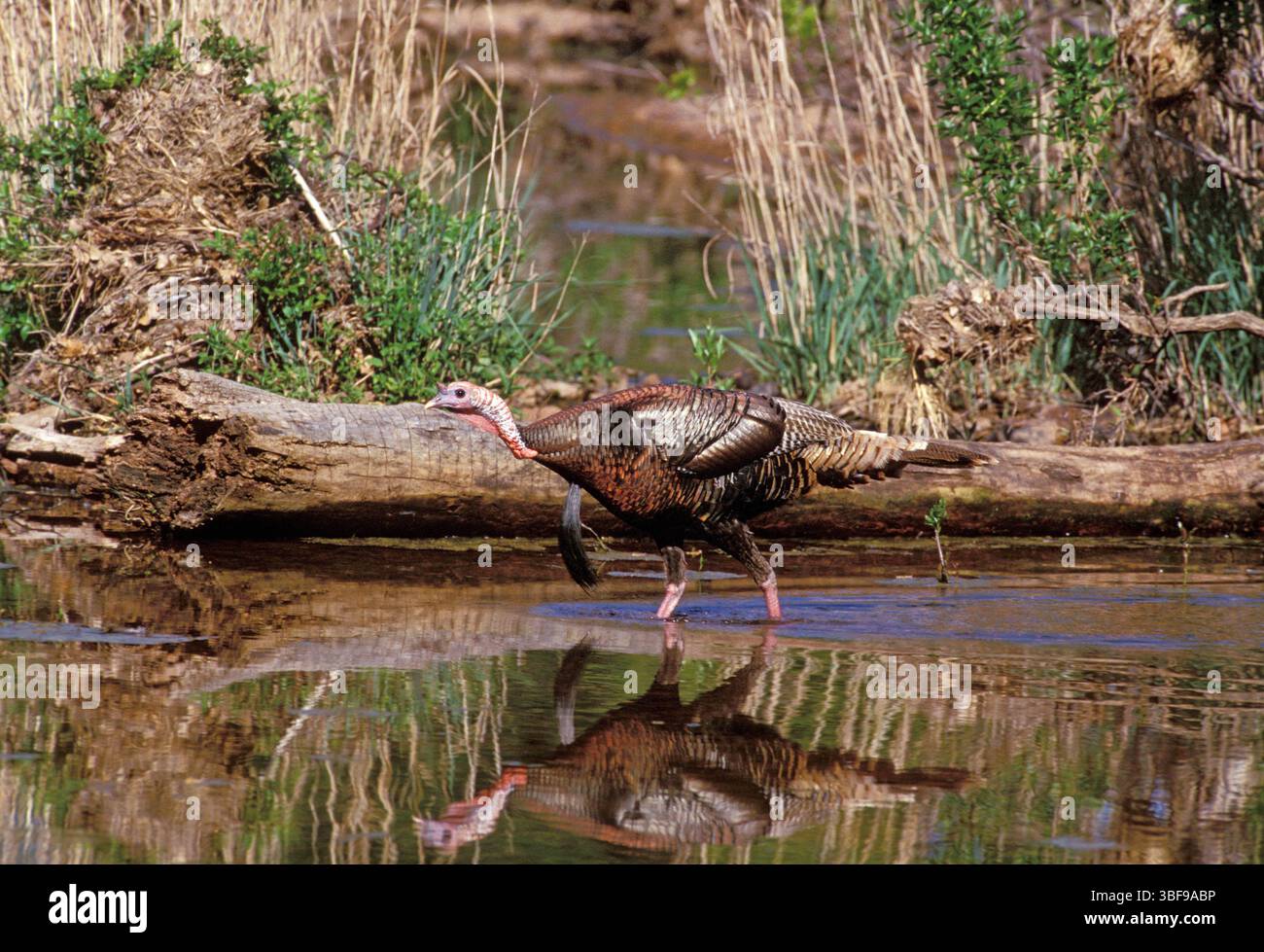 Reflet de la dinde en marchant dans l'eau Meleagris gallopavo. Réserve naturelle des montagnes de Wichita, Oklahoma, États-Unis d'Amérique. S.Kenny, USFWS/U.S. Fish and Wildlife Service Banque D'Images Reflet de la dinde en marchant dans l'eau Meleagris gallopavo. Réserve naturelle des montagnes de Wichita, Oklahoma, États-Unis d'Amérique. S.Kenny, USFWS/U.S. Fish and Wildlife Service Banque D'Images
