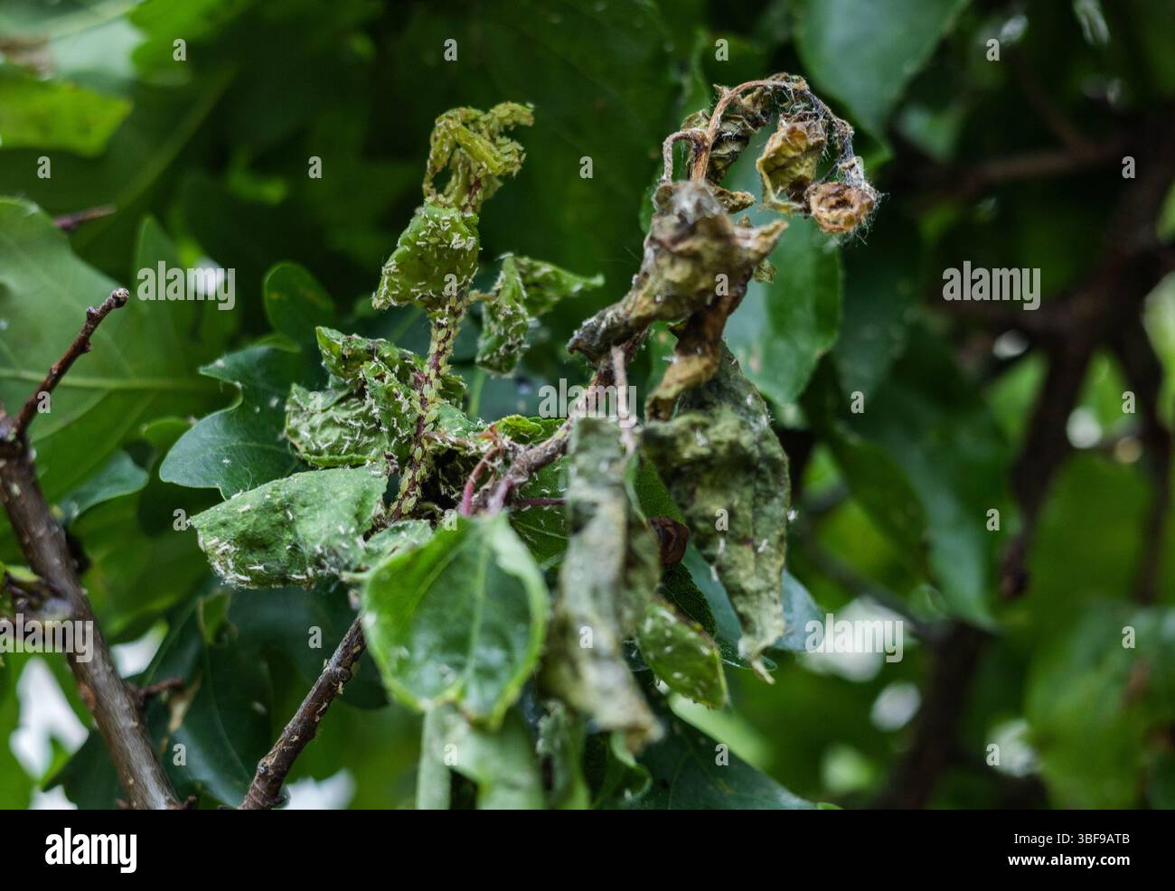 Un buisson gâté par des pucerons Banque D'Images