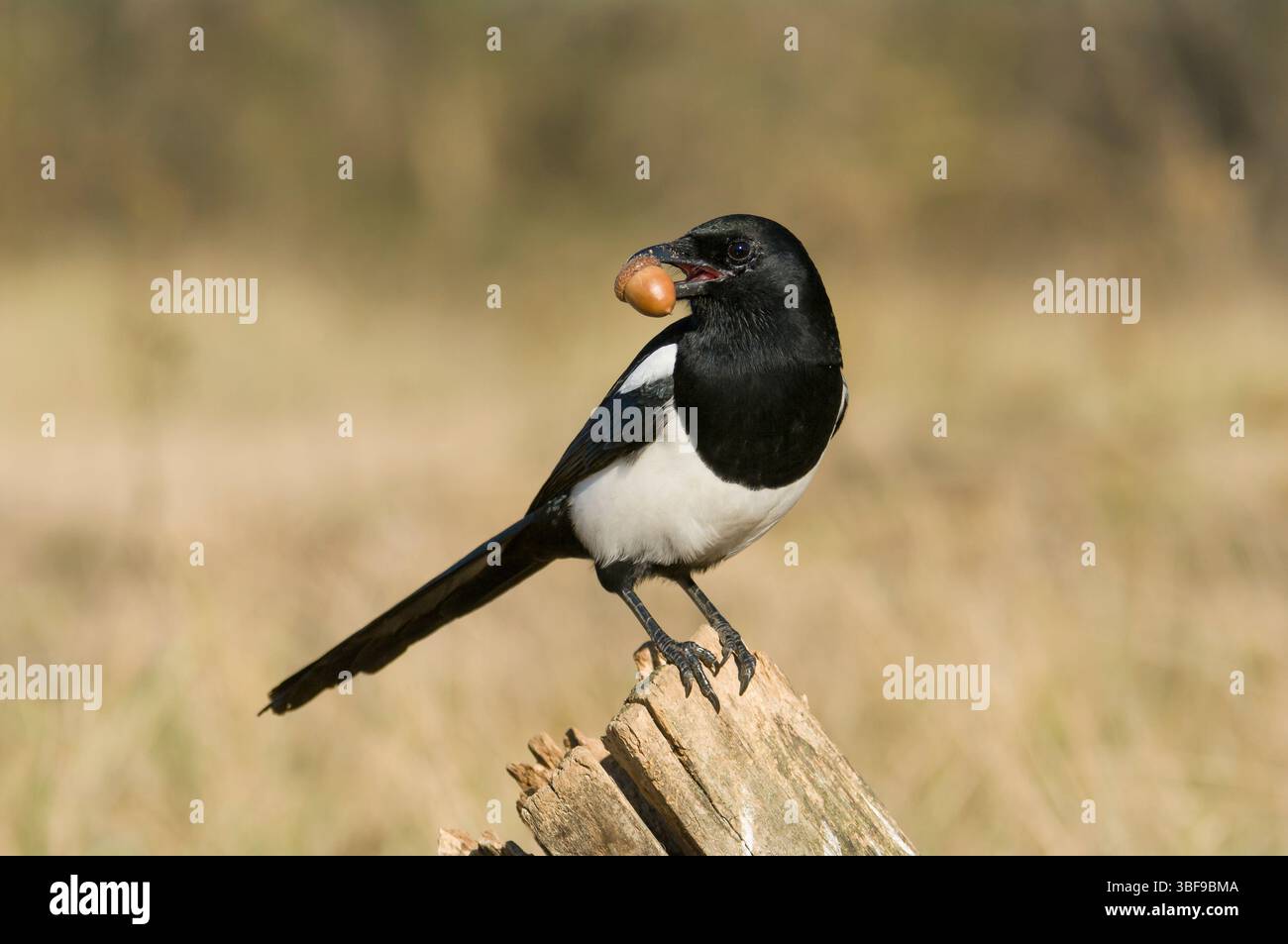 Magpie – Une impressionnante pie noire et blanche scanne la prairie, plumes brillantes au soleil. Banque D'Images