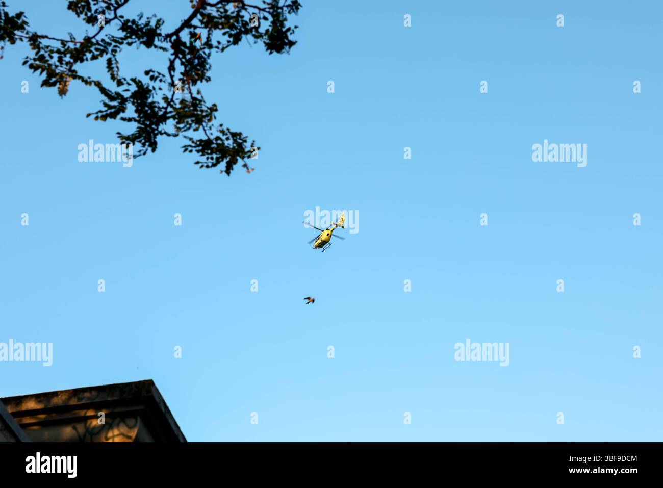 Un hélicoptère jaune vif est capturé à mi-vol contre un ciel bleu vaste et clair, avec les extrémités des branches d'arbres visibles au premier plan, convoyeurs Banque D'Images