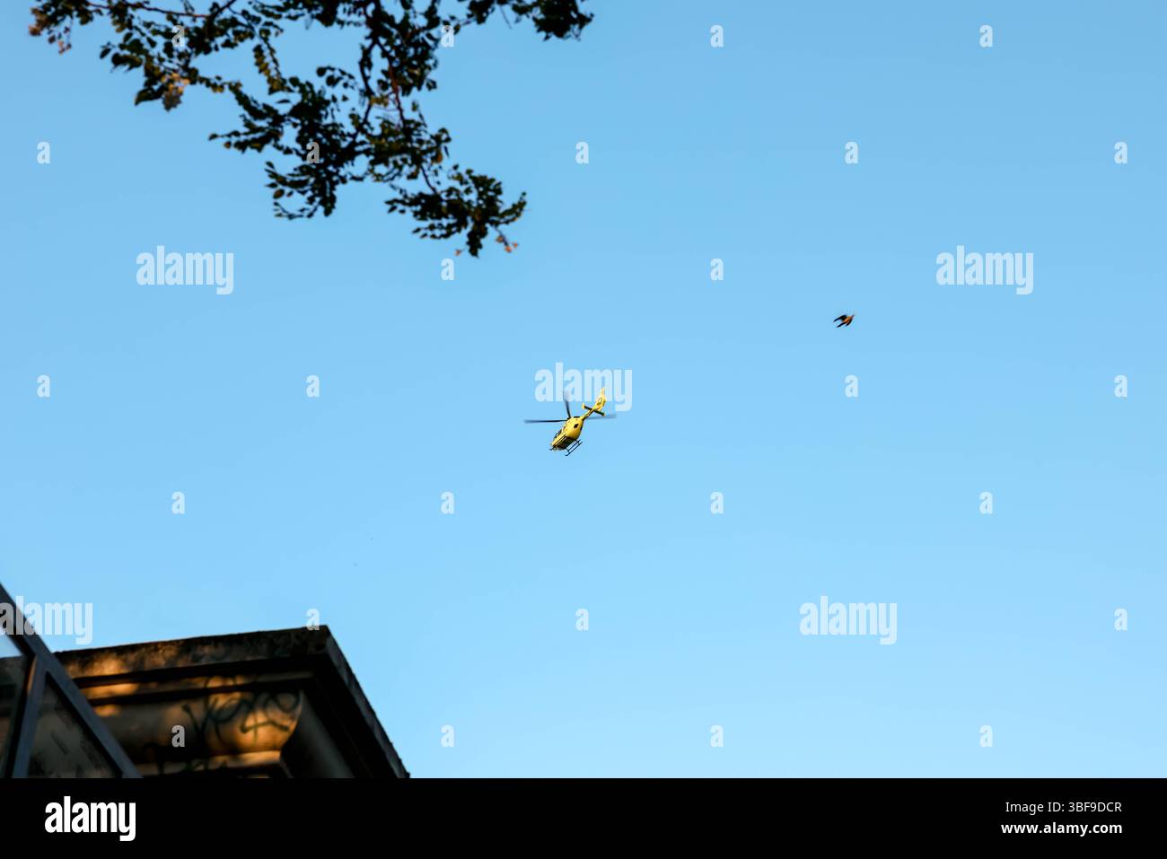 Un hélicoptère jaune vif est capturé à mi-vol contre un ciel bleu vaste et clair, avec les extrémités des branches d'arbres visibles au premier plan, convoyeurs Banque D'Images