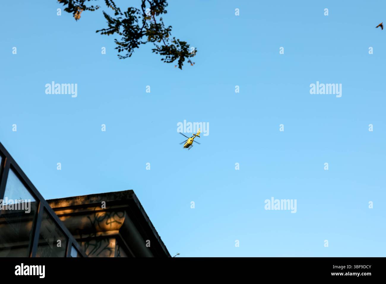 Un hélicoptère jaune vif est capturé à mi-vol contre un ciel bleu vaste et clair, avec les extrémités des branches d'arbres visibles au premier plan, convoyeurs Banque D'Images