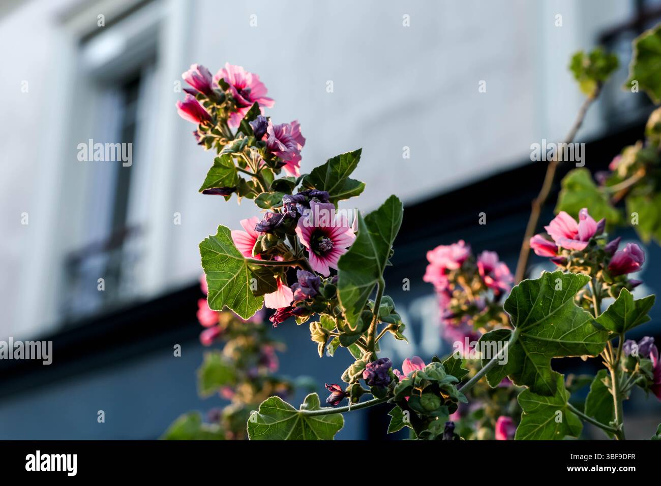 De belles fleurs de hollyhock roses sont capturées en gros plan, Banque D'Images