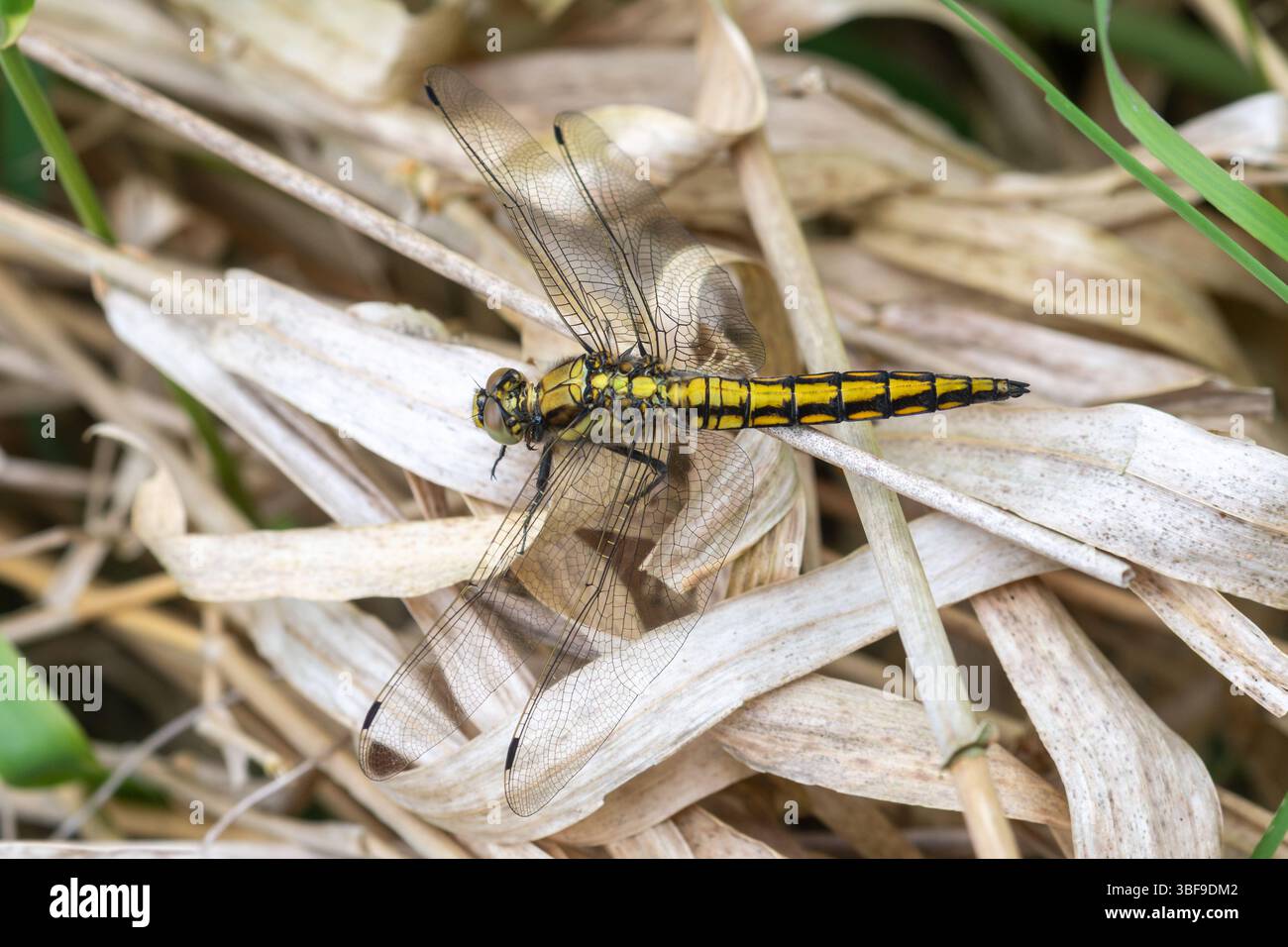 Femelle de libellule écumoire à queue noire (Orthetrum cancellatum) dans le Hampshire, Angleterre, Royaume-Uni Banque D'Images
