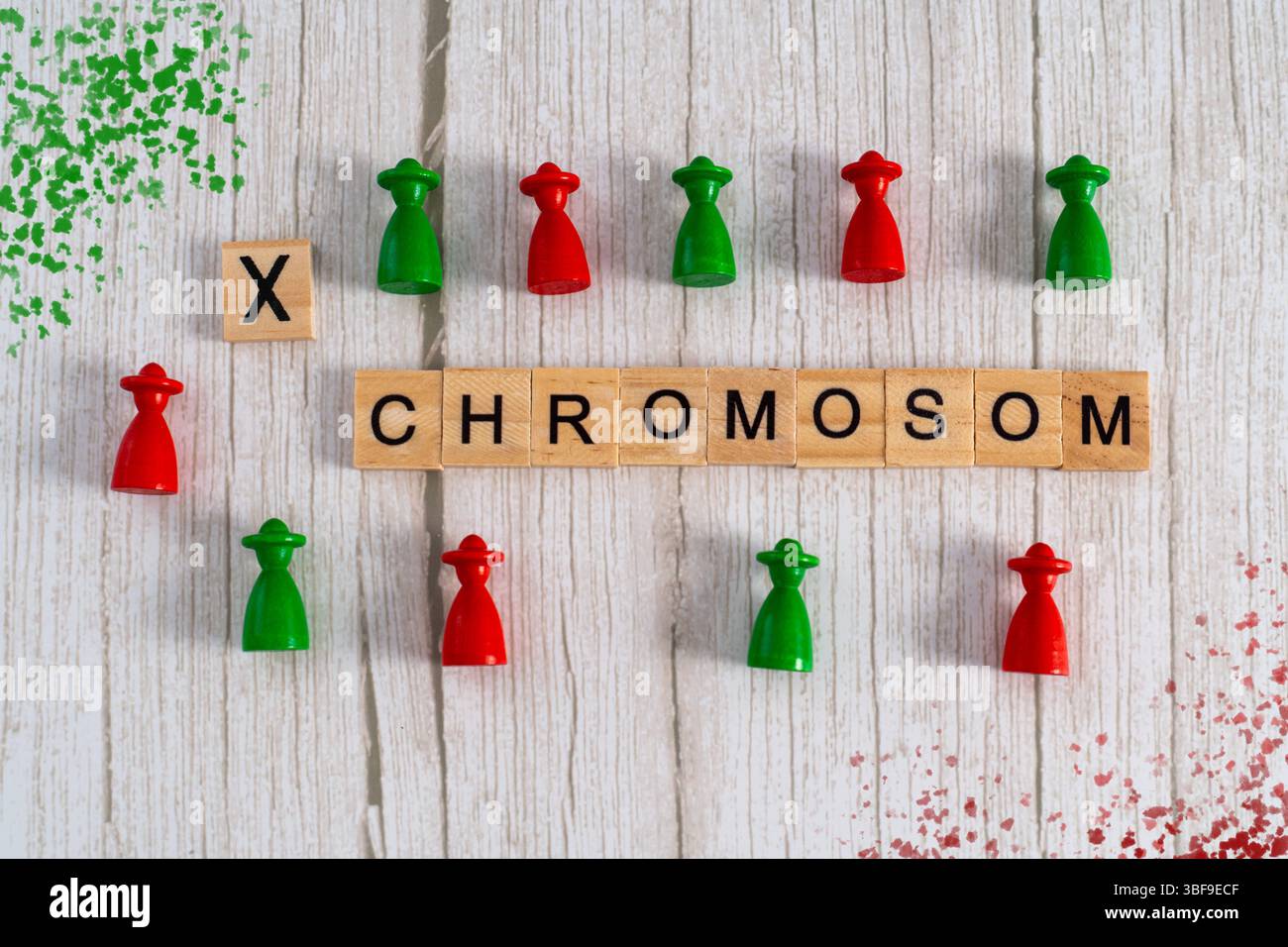 Bavière, Allemagne - 31 mai 2025 : des lettres en bois forment le mot chromosome, à côté de lui un X et des pièces de jeu rouges et vertes - un symbole visuel pour la déficience visuelle héréditaire rouge-vert et les causes génétiques *** Holzbuchstaben bilden das Wort Chromosom, daneben ein X und rote sowie Grüne Spielfiguren ein visuels Symbol für X-chromosomal vererbte Rot-Grün Sehschwäche und genetische Ursachen. Banque D'Images