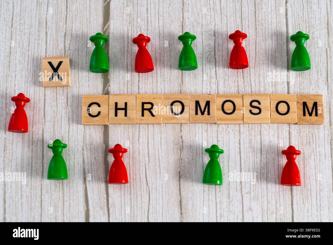Bavière, Allemagne - 31 mai 2025 : des lettres en bois forment le mot chromosome, à côté de lui un X et des pièces de jeu rouges et vertes - un symbole visuel pour la déficience visuelle héréditaire rouge-vert et les causes génétiques *** Holzbuchstaben bilden das Wort Chromosom, daneben ein X und rote sowie Grüne Spielfiguren ein visuels Symbol für X-chromosomal vererbte Rot-Grün Sehschwäche und genetische Ursachen. Banque D'Images