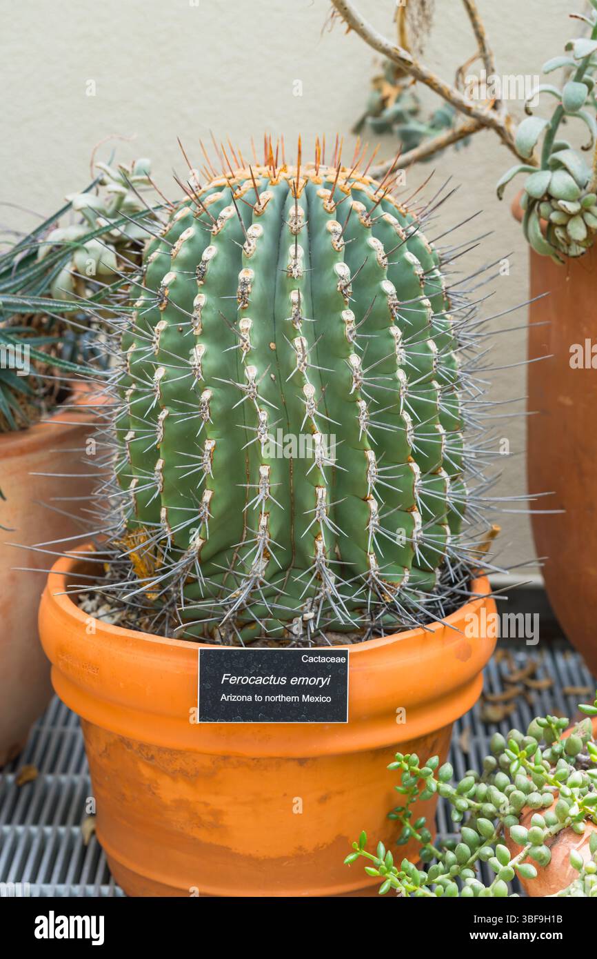 Cactus en forme de tonneau avec épines épaisses dans un pot en terre cuite orange. Espèce : Ferocactus emoryi Banque D'Images