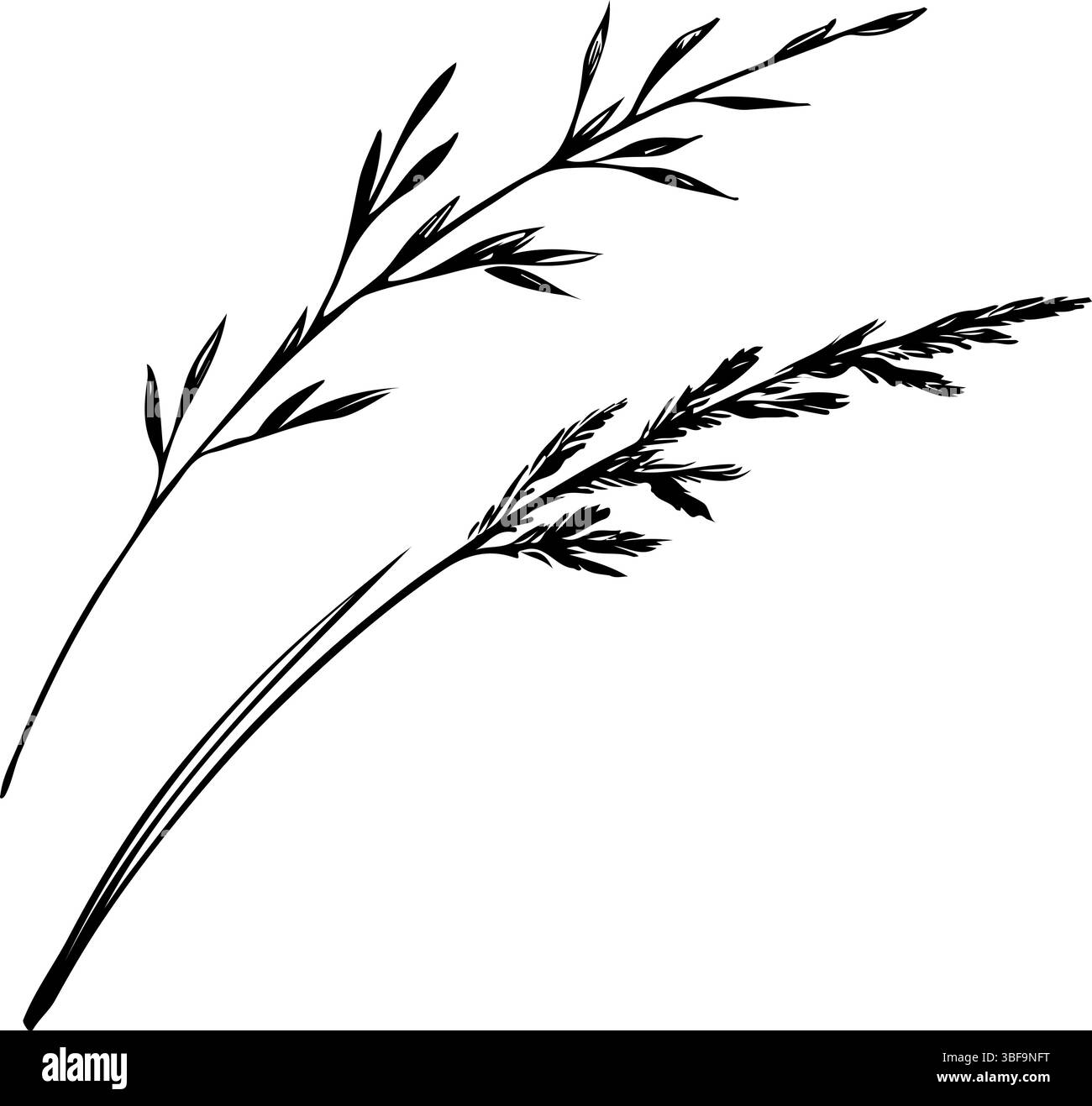 Une épi d'herbe sèche. Graphiques vectoriels. Illustration dessinée à la main en noir et blanc. Sur fond blanc. Idéal pour les autocollants, les bannières, les affiches et Illustration de Vecteur