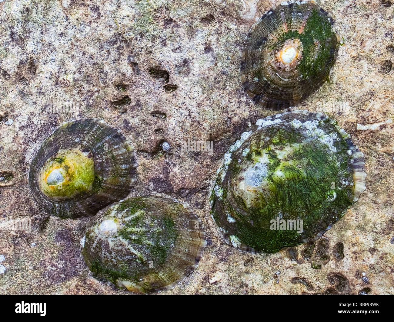 Gros plan de mollusques marins attachés à la surface rocheuse côtière Banque D'Images