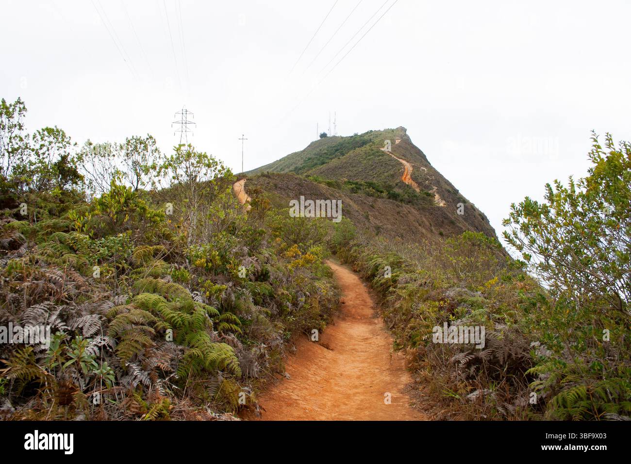 Route montagneuse de la jungle à Picacho de Galipan El Avila Waraira Repano Caracas Venezuela. Banque D'Images