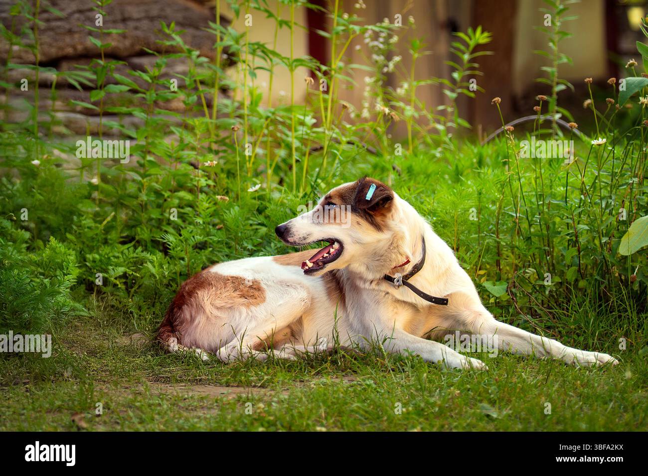 Chien blanc avec des taches rouges portant un collier anti-puces se trouve sur l'herbe. Dents blanches et étiquette auriculaire bleue visibles. Concept de stérilisation, vaccination Banque D'Images