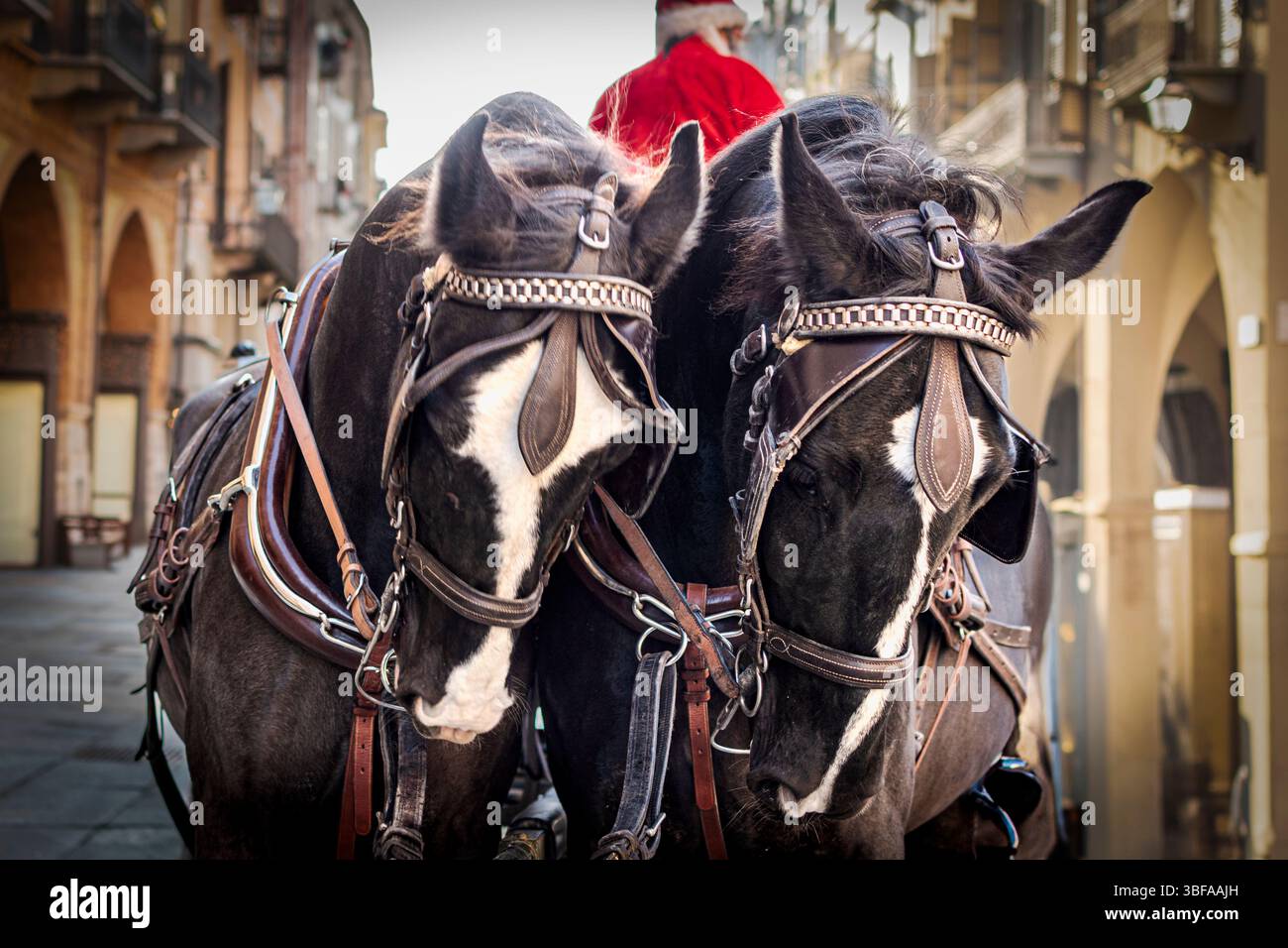 Couple de chevaux de trait pour un traîneau urbain Santa. Banque D'Images