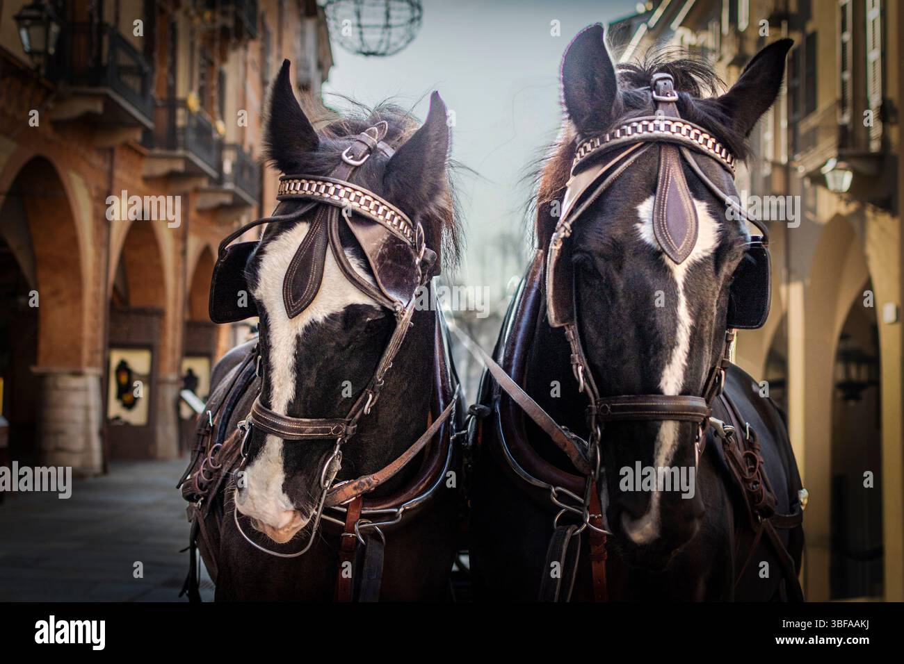 Couple de chevaux de trait pour un traîneau urbain Santa. Banque D'Images