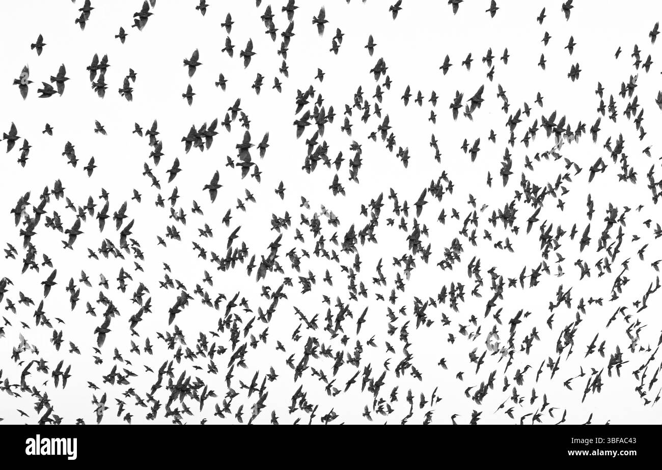 Un grand troupeau d'étourneaux ou d'étourneaux communs (Sturnus vulgaris) vole au-dessus du Schlei pour se percher, oiseaux en vol dans le ciel, dynamique et mouvement, m Banque D'Images