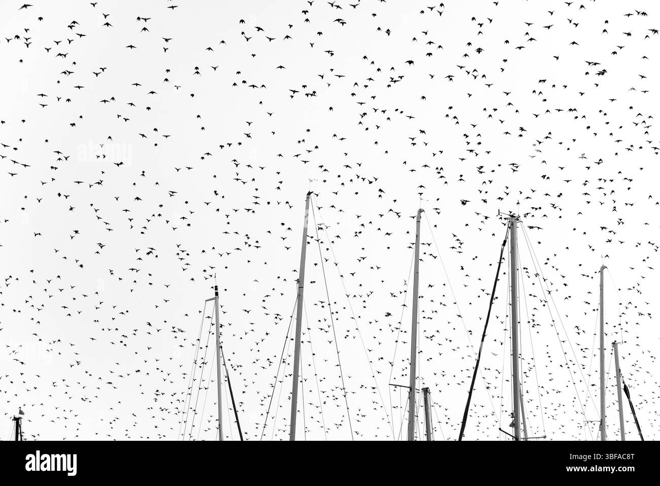 Un grand troupeau d'étourneaux ou d'étourneaux communs (Sturnus vulgaris) vole au-dessus du Schlei pour se percher, oiseaux en vol dans le ciel, dynamique et mouvement, m Banque D'Images