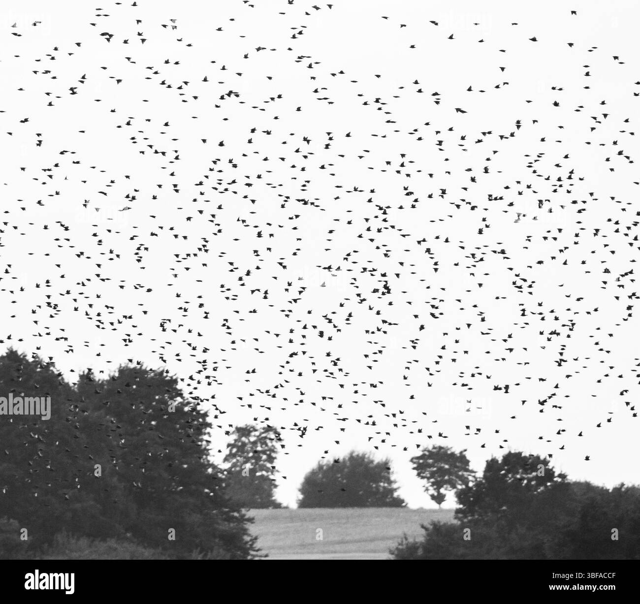 Un grand troupeau d'étourneaux ou d'étourneaux communs (Sturnus vulgaris) vole au crépuscule peu après le coucher du soleil devant la rive du Schlei à th Banque D'Images