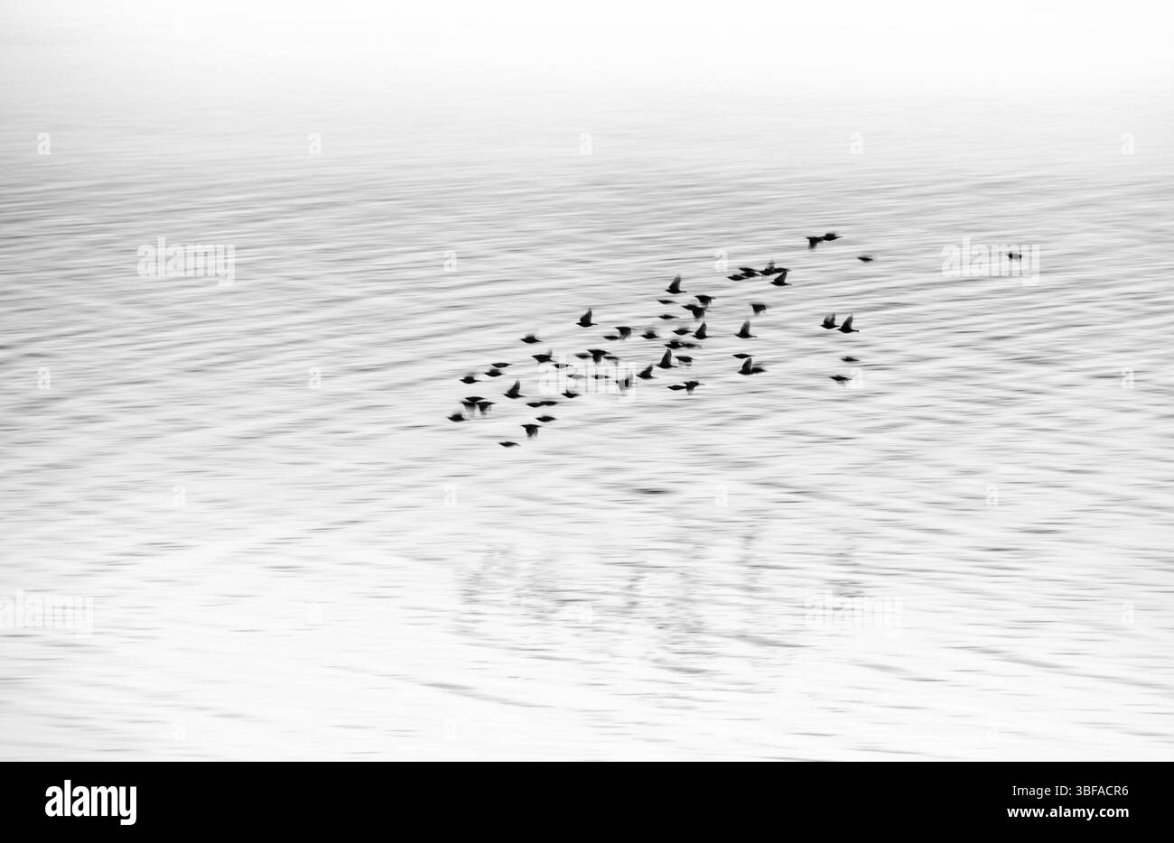 Une troupe, un petit troupeau d'étourneaux ou d'étourneaux communs (Sturnus vulgaris) vole de près au-dessus de l'eau légèrement ondulée du Schlei jusqu'au plac qui se dresse Banque D'Images