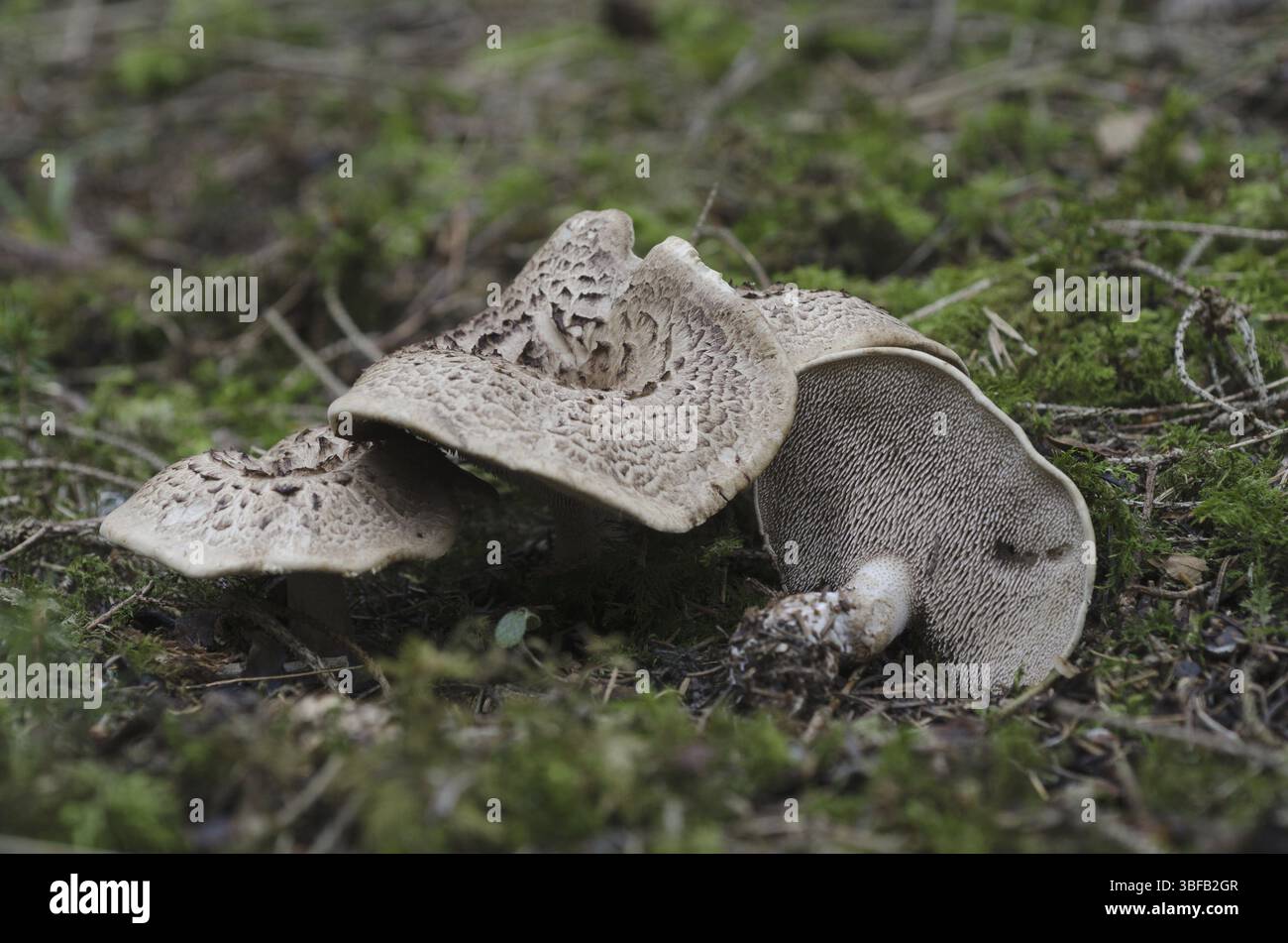 Champignon faucon (Sarcodon imbricatus) Banque D'Images