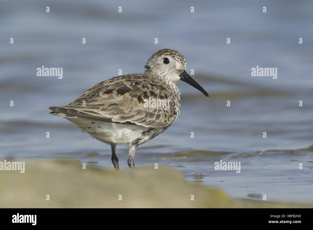 Le Bécasseau variable (Calidris alpina) Banque D'Images