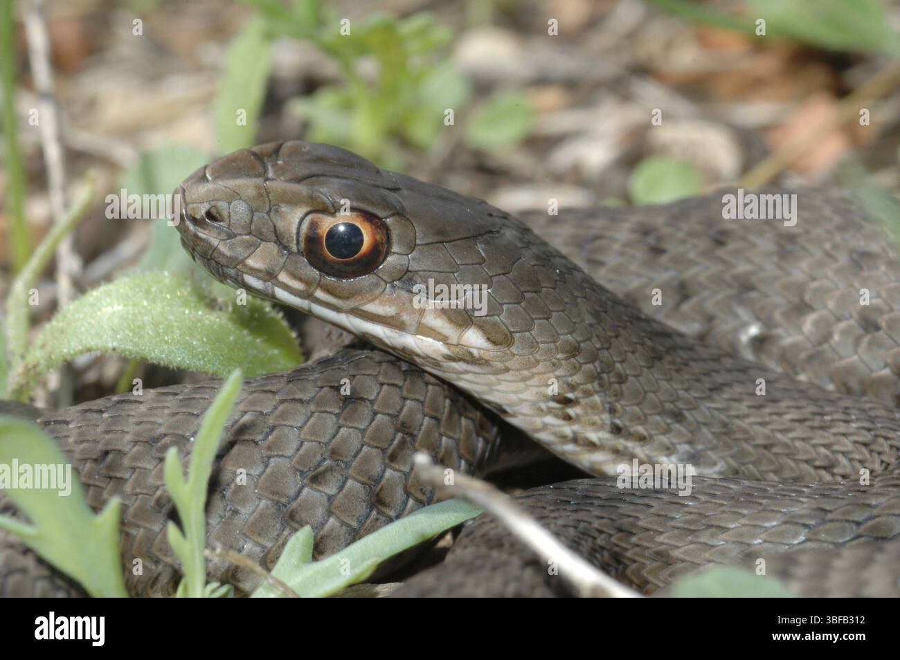 Serpent lézard (Malpolon insignitus fuscus) Banque D'Images
