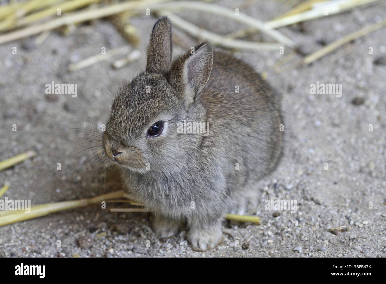 Lapin nain (Brachylagus idahoensis) Banque D'Images