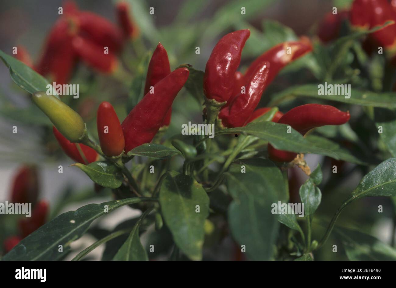 Piment, Tabasco (Capsicum frutescens) Banque D'Images