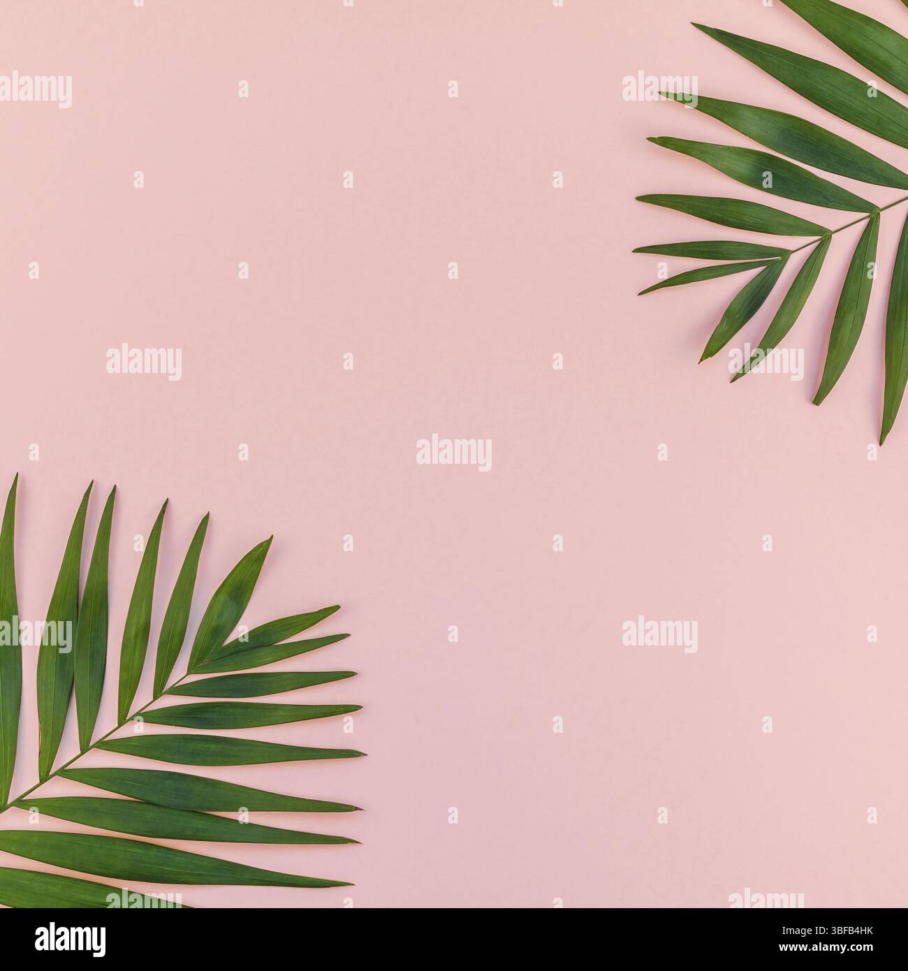 Télévision créative jeter Vue de dessus des feuilles de palmier tropical vert papier fond rose millénaire avec l'ananas copie espace. L'usine de feuille de palmier tropical minimal Banque D'Images