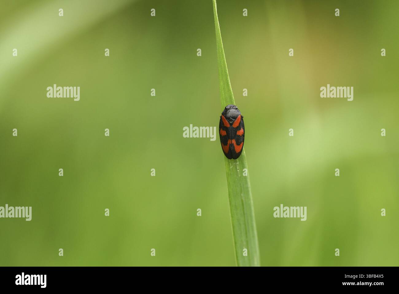 Panache-glace rouge et noir (, vulnérabilité Cercopis) Banque D'Images