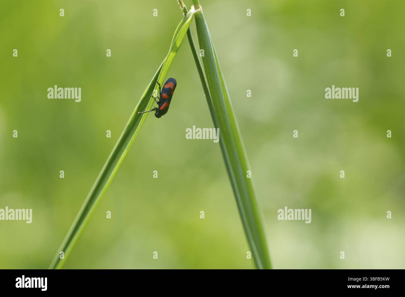 Panache-glace rouge et noir (Cercopis Vulnerata) Banque D'Images