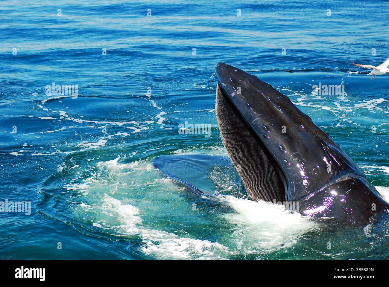 Une baleine fait surface de la profondeur de l'eau de l'océan pour se nourrir Banque D'Images
