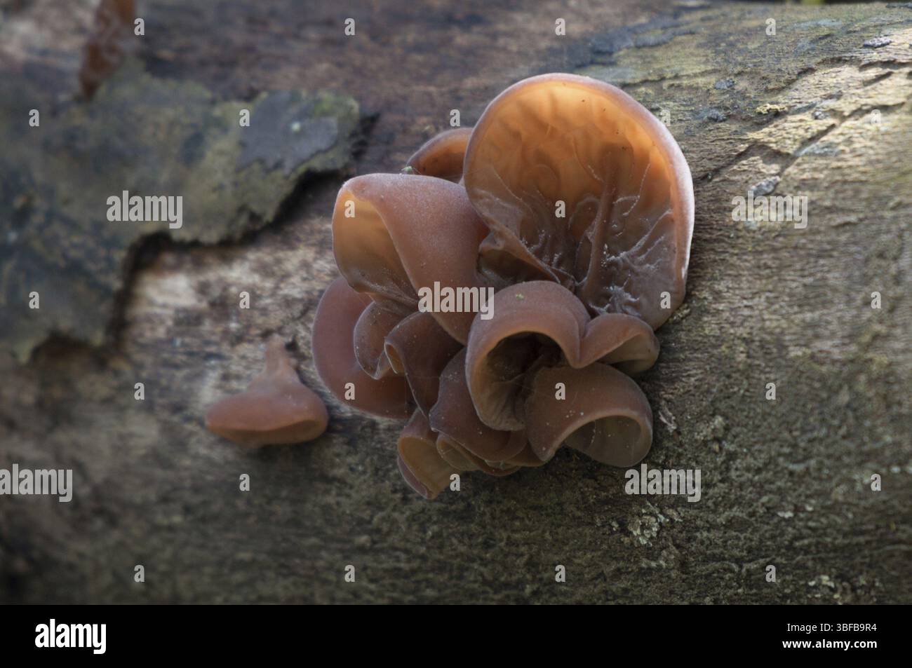 Oreille de Judas (Auricularia auricula-judae) Banque D'Images