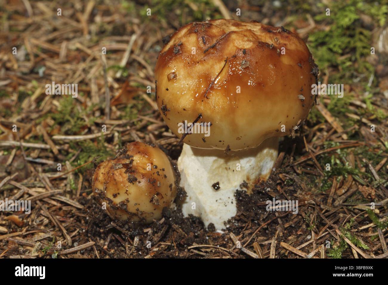 Poussette russula (Russula foetens) Banque D'Images