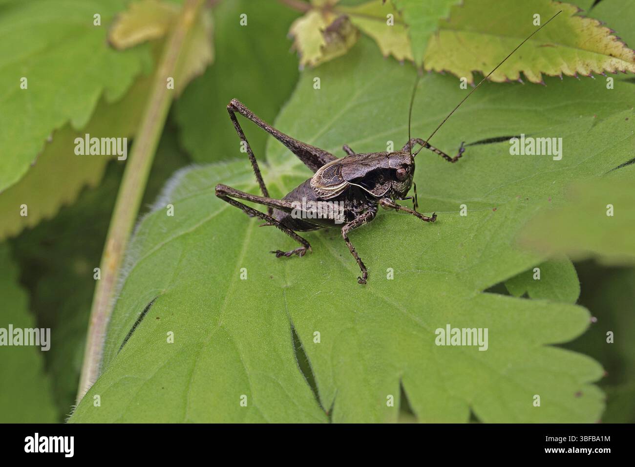 Cricket commun, mâle (PHolidoptera griseoaptera) Banque D'Images