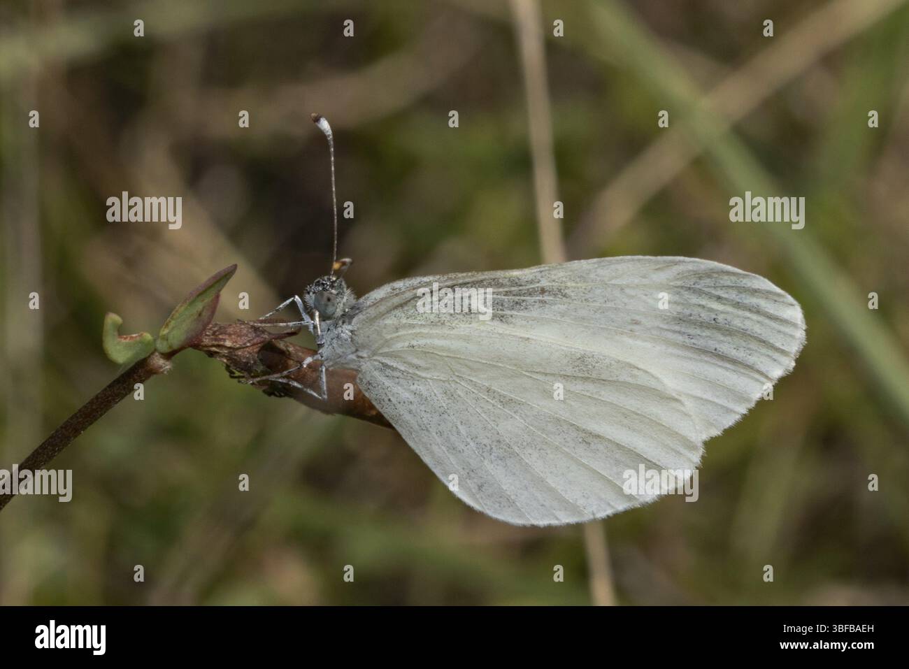 Blanc moutarde (blanc bois) Banque D'Images