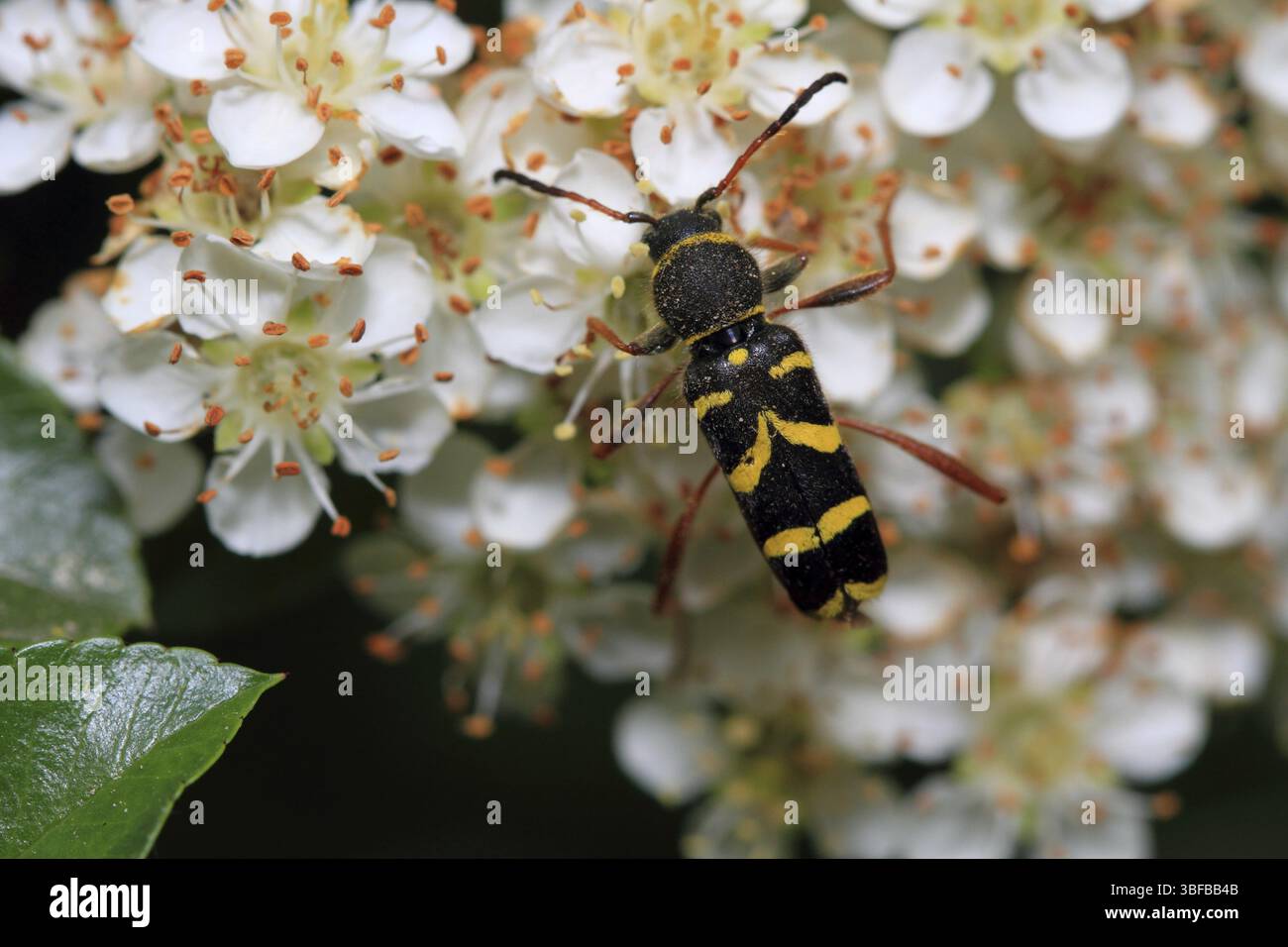 Guêpe Jack (Clytus arietis) Banque D'Images