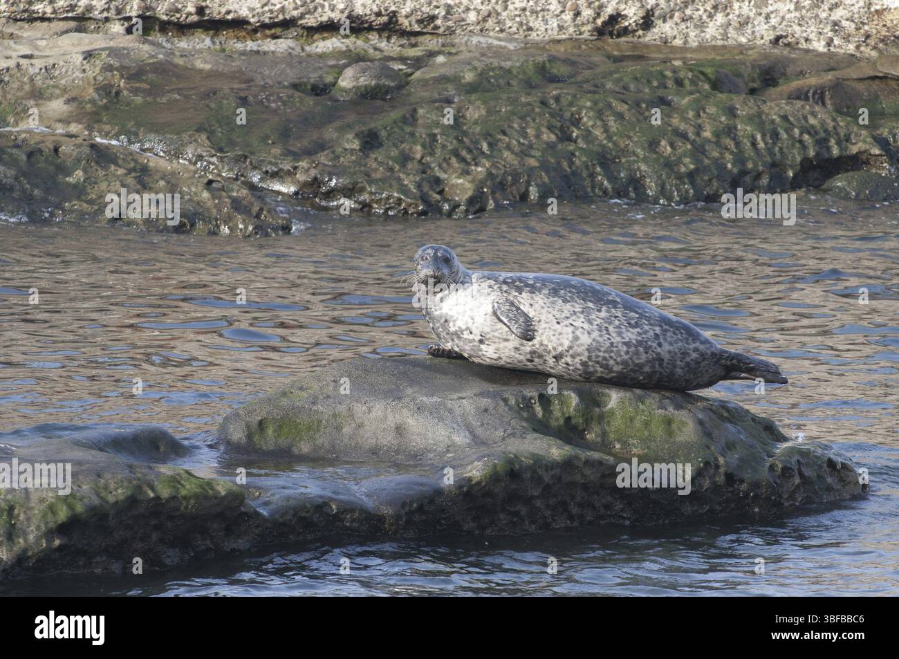 Phoque commun (Phoca vitulina) Banque D'Images