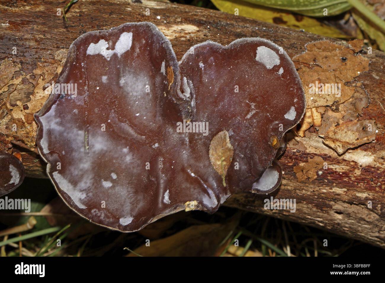 Oreille de Judas (Auricularia auricula-judae) Banque D'Images