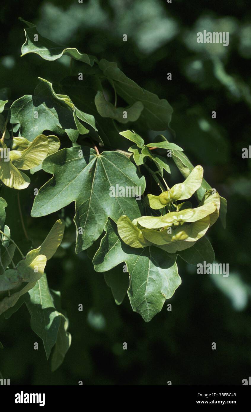 Domaine l'érable (Acer campestre) Banque D'Images