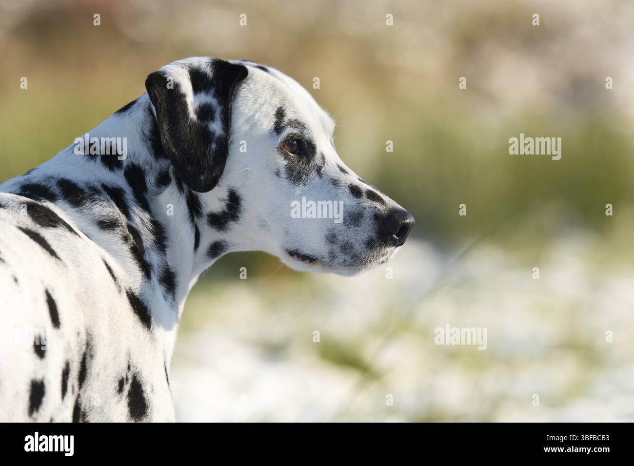 Dalmatiens dans la neige Banque D'Images