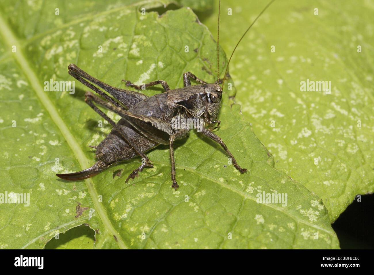 Grillon de brousse commun - femelle (PHolidoptera griseoaptera) Banque D'Images