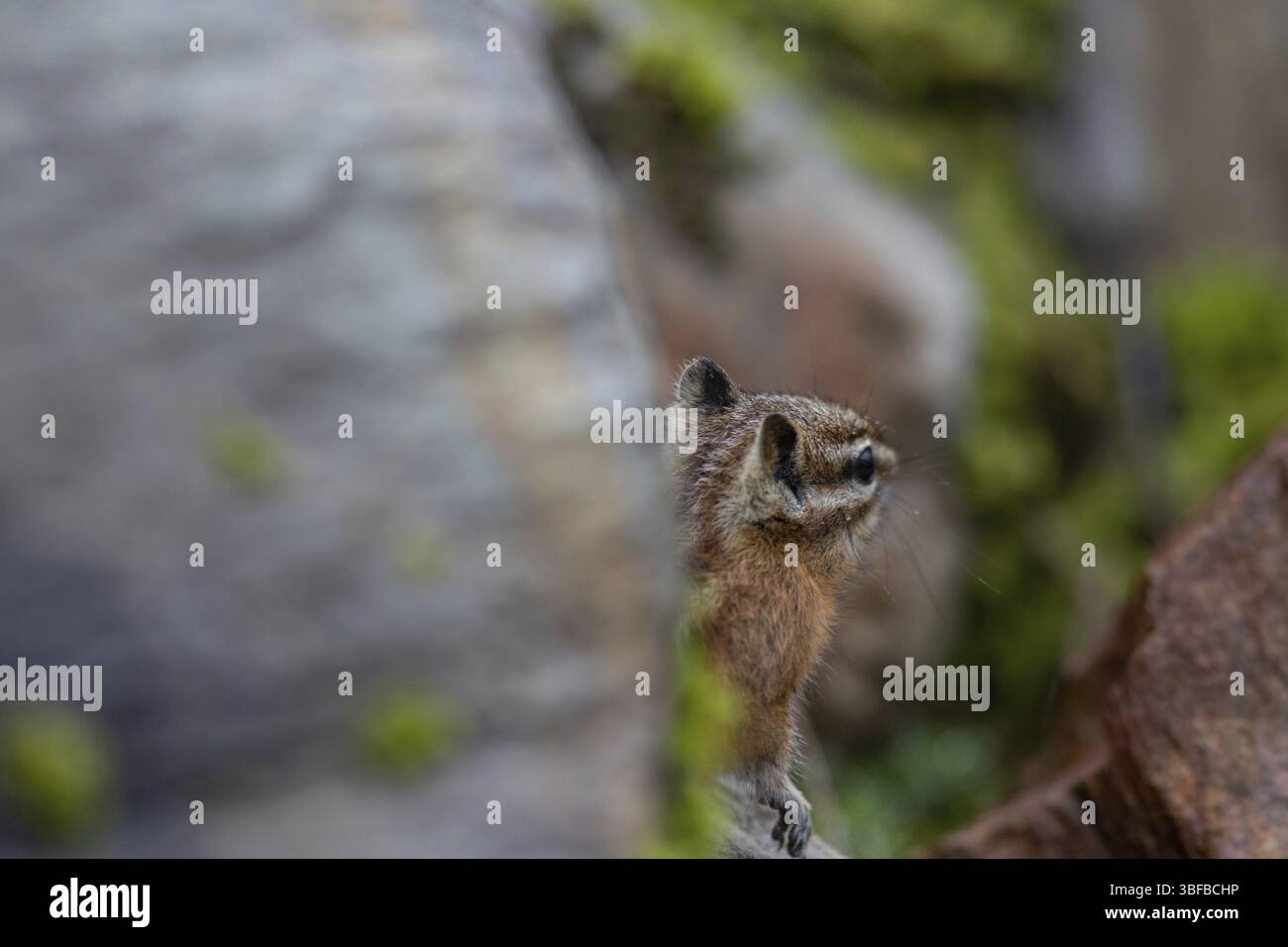 Le moins grand tchoumunk au Canada (Neotamias minimus) Banque D'Images