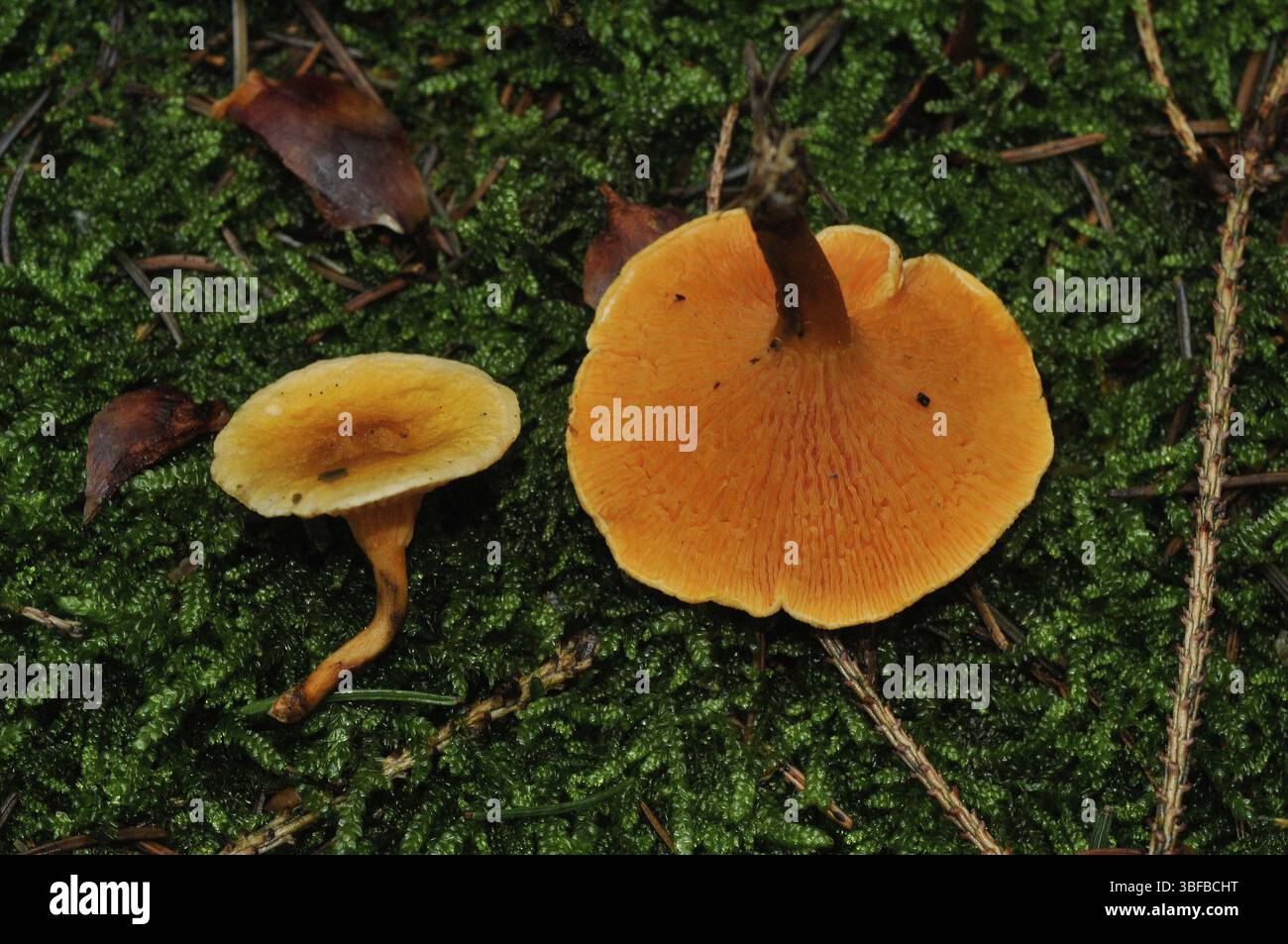 Fausse Chanterelle (Hygrophoropsis aurantiaca) Banque D'Images