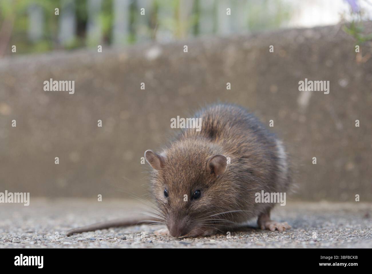 Rat domestique (Rattus rattus) Banque D'Images