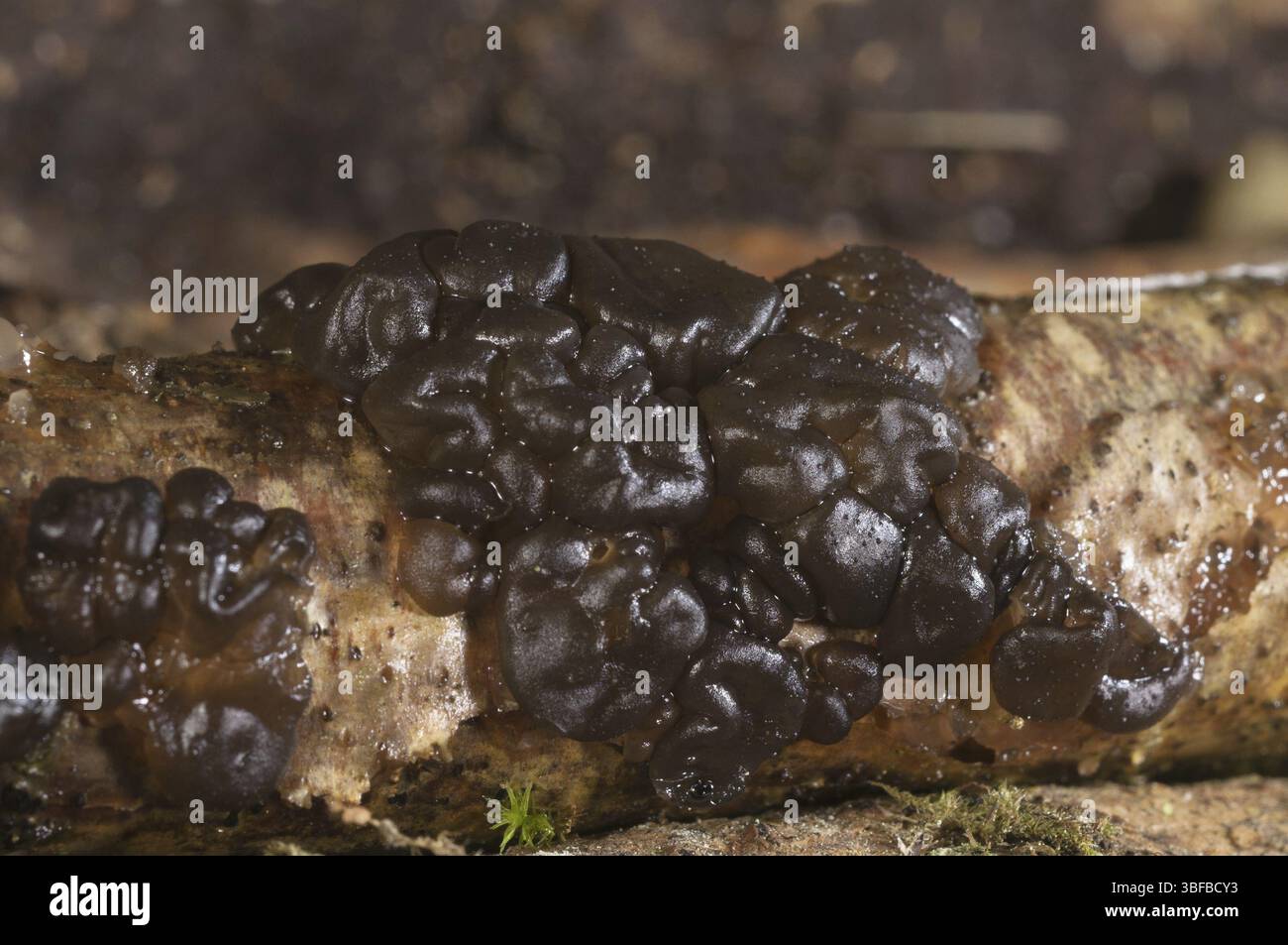 Glandelier verruqueux (Exidia plana) Banque D'Images