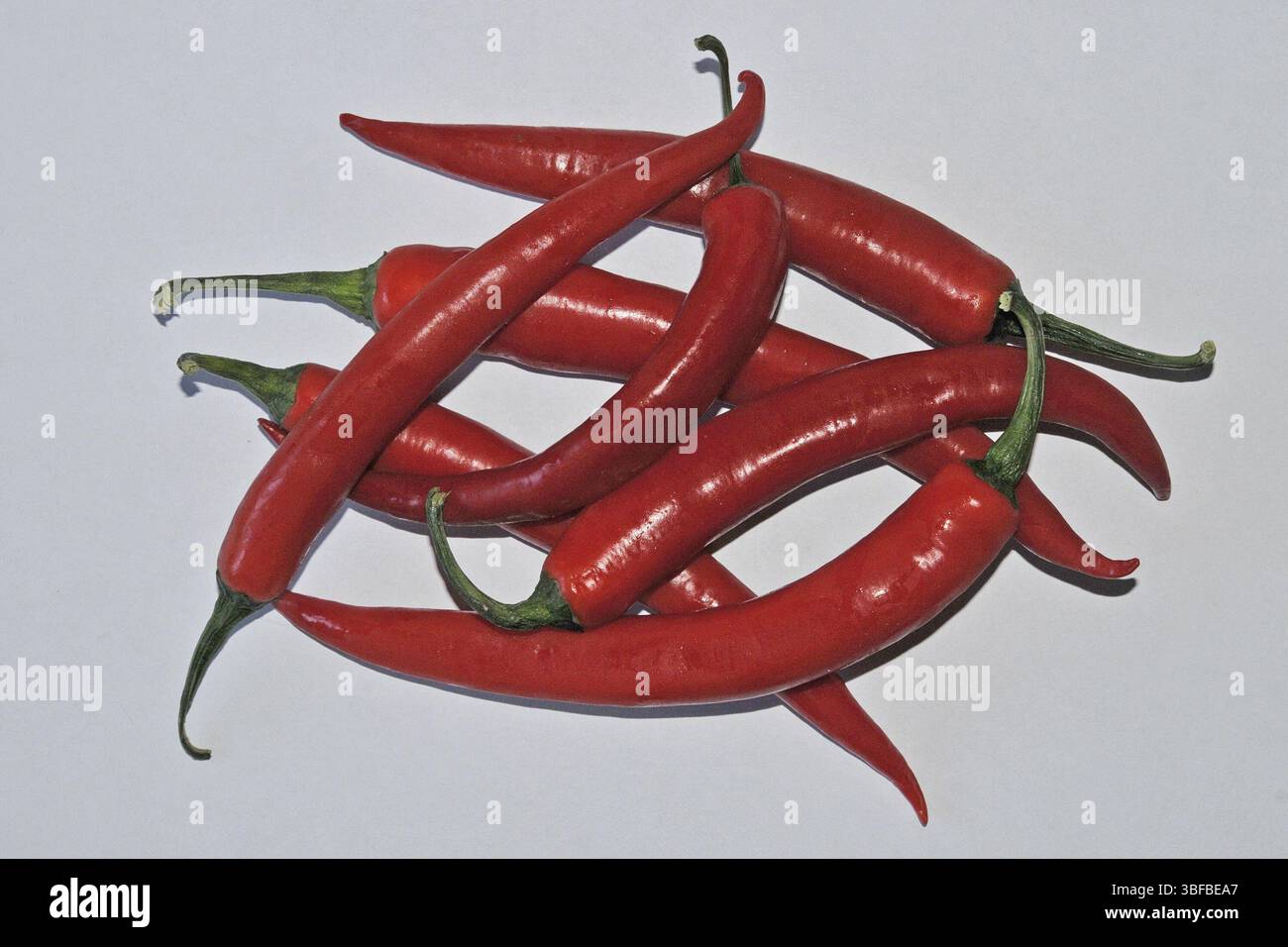 Piment (Capsicum annuum) Banque D'Images