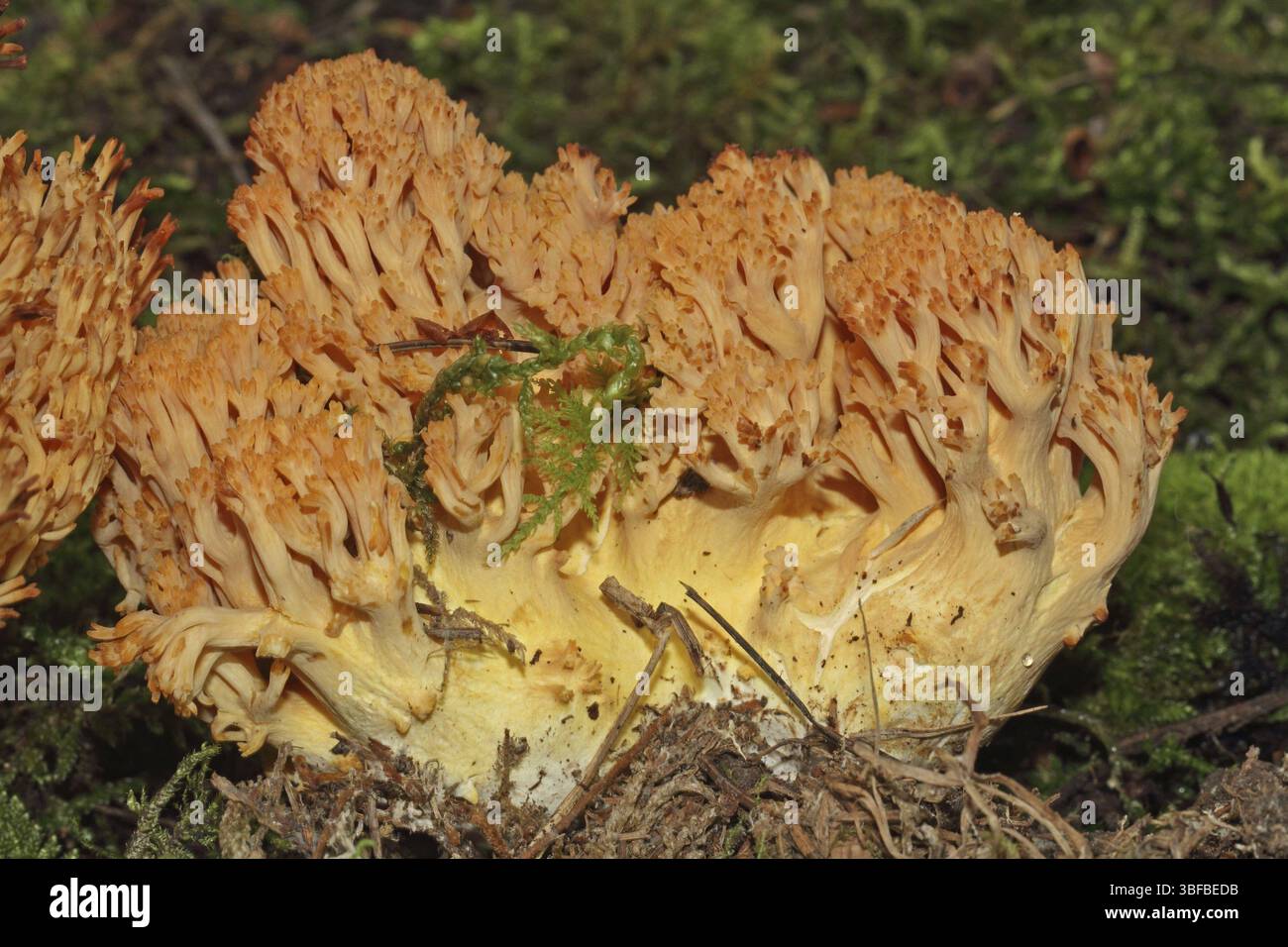 Corail de montagne orange (Ramaria largentii) Banque D'Images