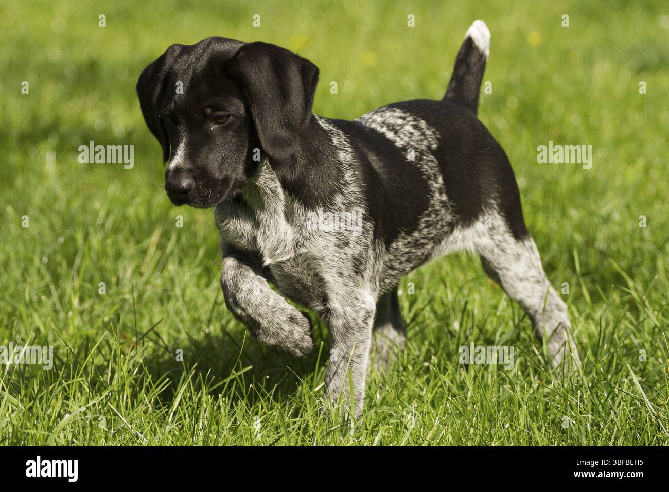 Chien de chasse, allemand Wirehair Banque D'Images