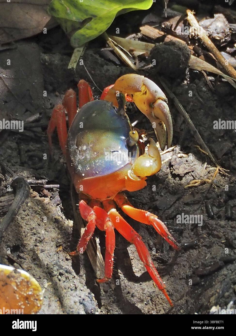 Crabe terrestre rouge (Gecarcinus quadratus) Banque D'Images